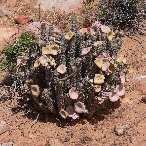 Rostlina Hoodia () Rostlina Hoodia